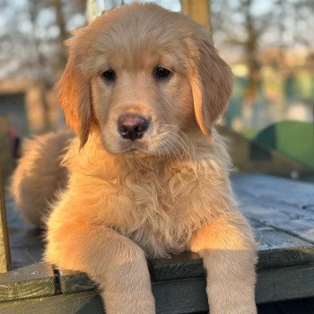 chiot (Portée Tahiti ❤ Bismark 2025) - Femelle fauve clair du Fond de la Noye Femelle Golden retriever