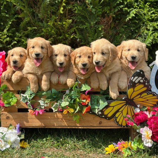 chiot (Portée Rainforest ❤ Roméo 2025) - Mâle fauve orangé du Fond de la Noye Mâle Golden retriever