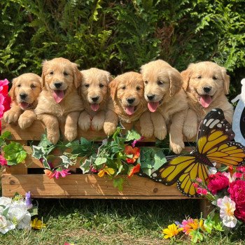 chiot (Portée Rainforest ❤ Roméo 2025) - Mâle fauve orangé du Fond de la Noye Mâle Golden retriever