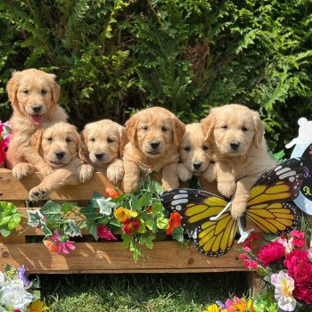 chiot (Portée Rainforest ❤ Roméo 2025) - Mâle fauve orangé du Fond de la Noye Mâle Golden retriever