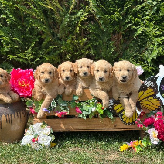 chiot (Portée Rainforest ❤ Roméo 2025) - Femelle fauve orangé du Fond de la Noye Femelle Golden retriever