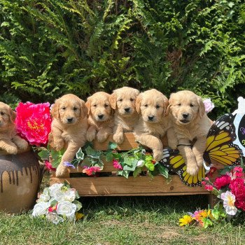 chiot (Portée Rainforest ❤ Roméo 2025) - Femelle fauve orangé du Fond de la Noye Femelle Golden retriever