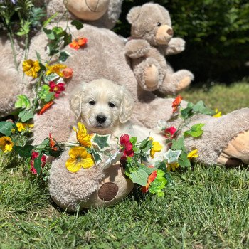 chiot (Portée Pistache ❤ Bismark 2025) - Femelle sable du Fond de la Noye Femelle Golden retriever