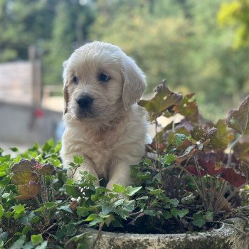 chiot (Portée Schweppes ❤ Bismark 2025) - Mâle sable du Fond de la Noye Mâle Golden retriever