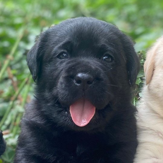chiot (Portée Réglisse ❤ Louie 2025) - Mâle noir du Fond de la Noye Mâle Retriever du Labrador