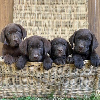 chiot (Portée Réglisse ❤ Louie 2025) - Femelle chocolat du Fond de la Noye Femelle Retriever du Labrador