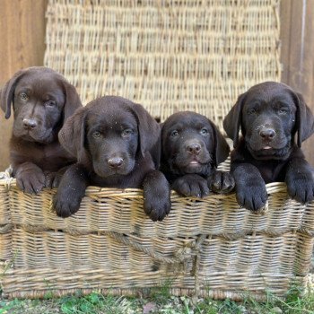 chiot (Portée Réglisse ❤ Louie 2025) - Femelle chocolat du Fond de la Noye Femelle Retriever du Labrador