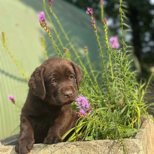 chiot (Portée Salsa ❤ Winston 2025) - Mâle chocolat du Fond de la Noye Mâle Retriever du Labrador
