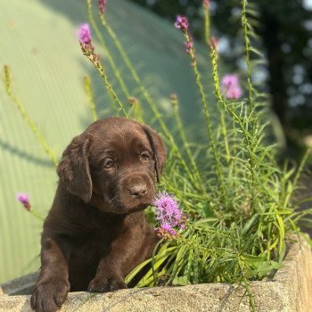 chiot (Portée Salsa ❤ Winston 2025) - Mâle chocolat du Fond de la Noye Mâle Retriever du Labrador