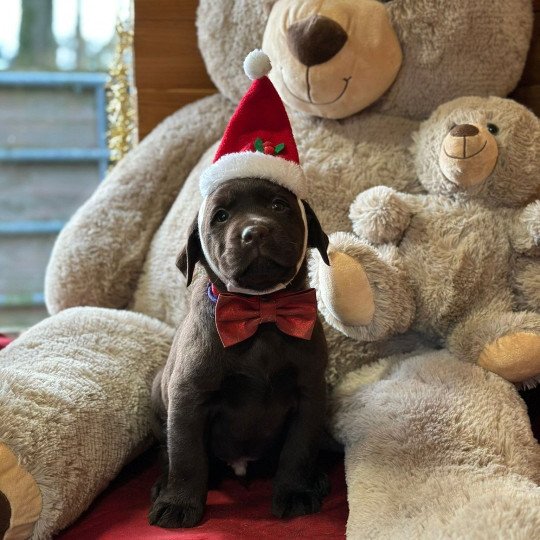 chiot Retriever du Labrador chocolat chiot (Portée Salsa ❤ Winston 2025) - Mâle chocolat élevage du Fond de la Noye  