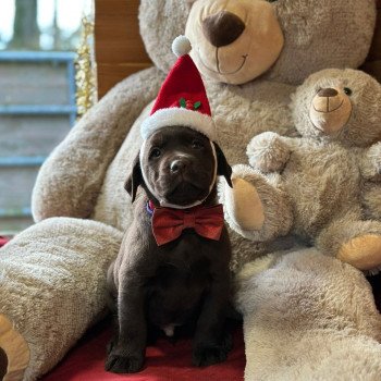 chiot (Portée Salsa ❤ Winston 2025) - Mâle chocolat du Fond de la Noye Mâle Retriever du Labrador