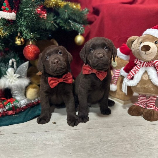 chiot Retriever du Labrador chocolat chiot (Portée Salsa ❤ Winston 2025) - Mâle chocolat élevage du Fond de la Noye  