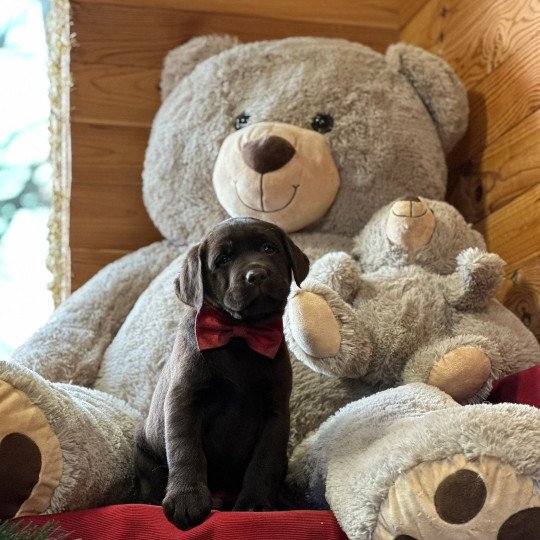 chiot Retriever du Labrador chocolat chiot (Portée Salsa ❤ Winston 2025) - Mâle chocolat élevage du Fond de la Noye  
