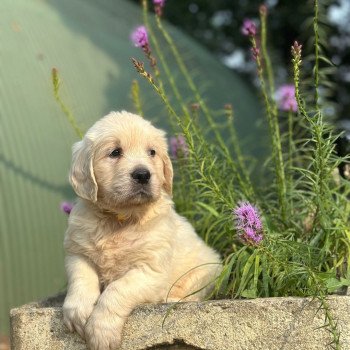 chiot (Portée Rosalie ❤ Sailor 2025) - Femelle sable du Fond de la Noye Femelle Golden retriever