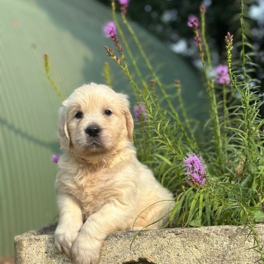 chiot (Portée Rosalie ❤ Sailor 2025) - Femelle sable du Fond de la Noye Femelle Golden retriever