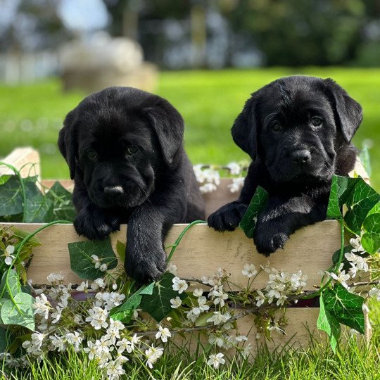 chiot (Portée Tallinn ❤ George 2026) - Mâle noir du Fond de la Noye Mâle Retriever du Labrador