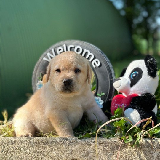 chiot Retriever du Labrador sable élevage du Fond de la Noye  