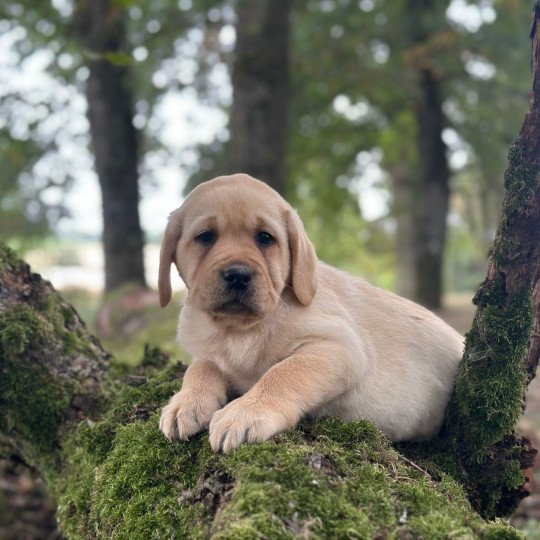 chiot Retriever du Labrador sable chiot (Portée Tallinn ❤ George 2026) - Mâle sable élevage du Fond de la Noye  