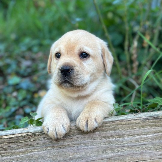 chiot Retriever du Labrador sable chiot (Portée Tallinn ❤ George 2026) - Mâle sable élevage du Fond de la Noye  