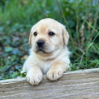chiot (Portée Tallinn ❤ George 2026) - Mâle sable du Fond de la Noye Mâle Retriever du Labrador