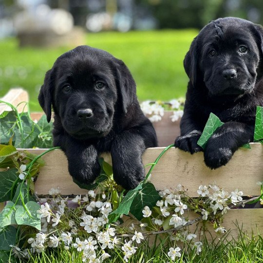chiot (Portée Tallinn ❤ George 2026) - Femelle noire du Fond de la Noye Femelle Retriever du Labrador