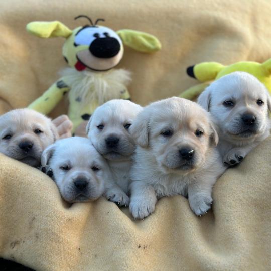 chiot (Portée Catrina ❤ Ravel 2026) - Mâle sable du Fond de la Noye Mâle Retriever du Labrador