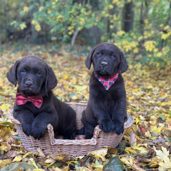 chiot (Portée Rutabaga ❤ Winston 2026) - Mâle chocolat du Fond de la Noye Mâle Retriever du Labrador