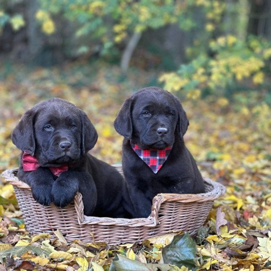 chiot (Portée Rutabaga ❤ Winston 2026) - Femelle chocolat du Fond de la Noye Femelle Retriever du Labrador