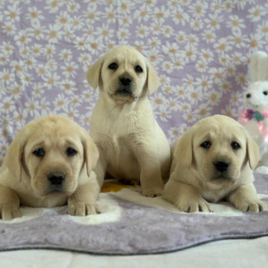 chiot (Portée Charlotte ❤ Ronnie 2026) - Mâle sable du Fond de la Noye Mâle Retriever du Labrador