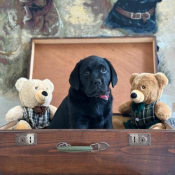 chiot (Portée Charlotte ❤ Ronnie 2026) - Mâle noir du Fond de la Noye Mâle Retriever du Labrador