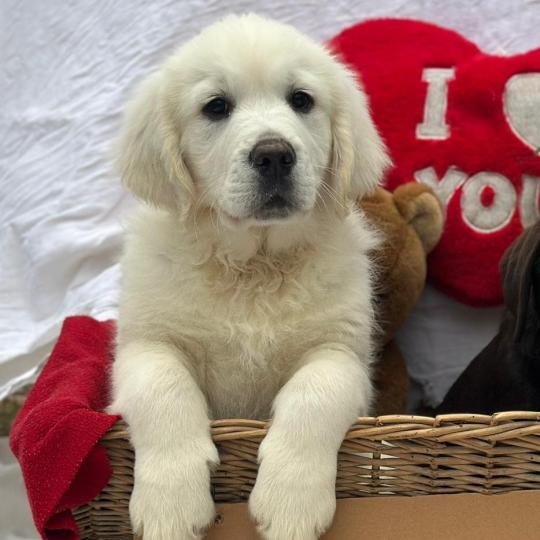chiot (Portée Uguette ❤ Bismark 2026) - Mâle sable du Fond de la Noye Mâle Golden retriever
