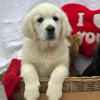 chiot (Portée Uguette ❤ Bismark 2026) - Mâle sable du Fond de la Noye Mâle Golden retriever