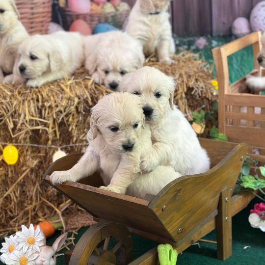 chiot Golden retriever sable élevage du Fond de la Noye  