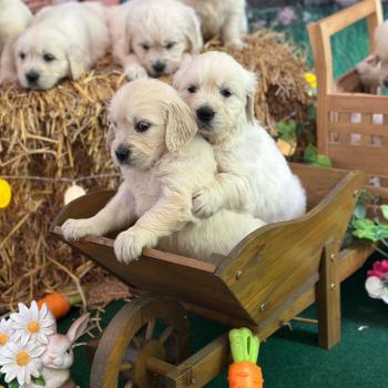 chiot (Portée S'Quisse ❤ Bismark 2026) - Femelle sable du Fond de la Noye Femelle Golden retriever