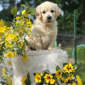 chiot (Portée Terre-Adélie ❤ Bismark) - Mâle sable du Fond de la Noye Mâle Golden retriever