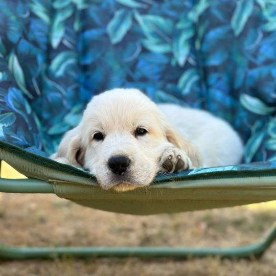 chiot Golden retriever sable chiot (Portée Terre-Adélie ❤ Bismark) - Mâle sable élevage du Fond de la Noye  