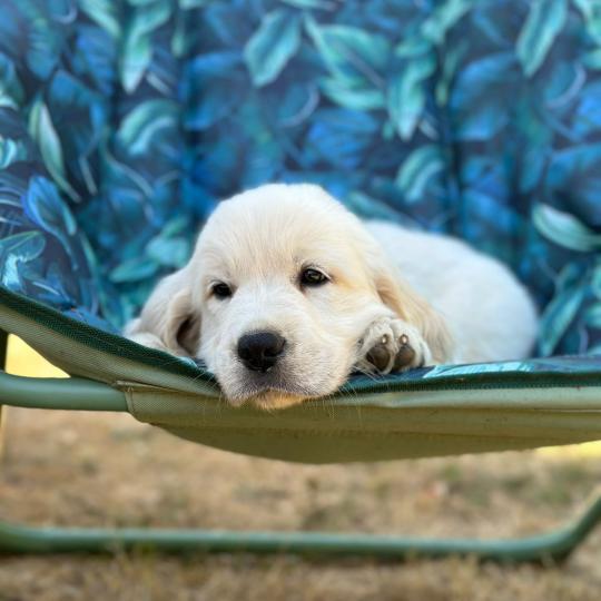 chiot Golden retriever sable chiot (Portée Terre-Adélie ❤ Bismark) - Mâle sable élevage du Fond de la Noye  