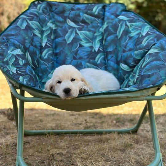 chiot Golden retriever sable chiot (Portée Terre-Adélie ❤ Bismark) - Mâle sable élevage du Fond de la Noye  