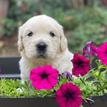 chiot (Portée Schweppes ❤ Bismark 2025) - Femelle sable du Fond de la Noye du Fond de la Noye Femelle Golden retriever