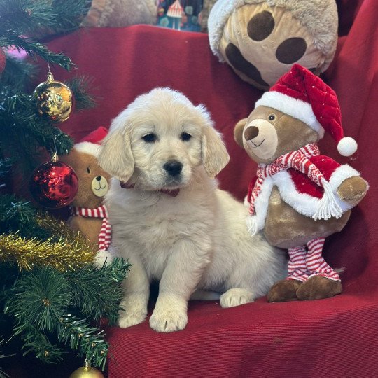 chiot Golden retriever sable A'... élevage du Fond de la Noye  