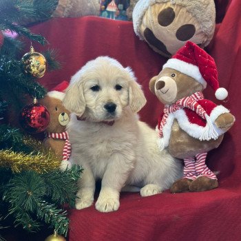 A'... du Fond de la Noye Femelle Golden retriever