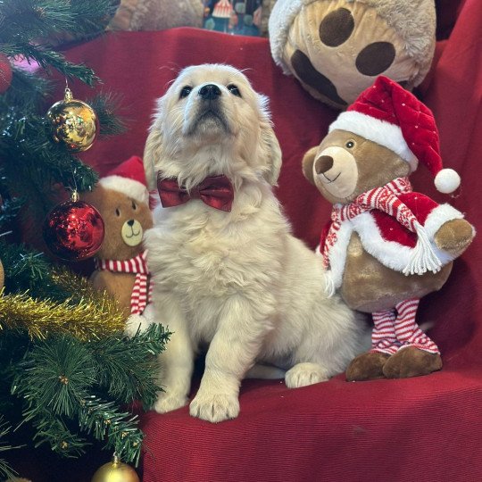 chiot Golden retriever sable A'... élevage du Fond de la Noye  