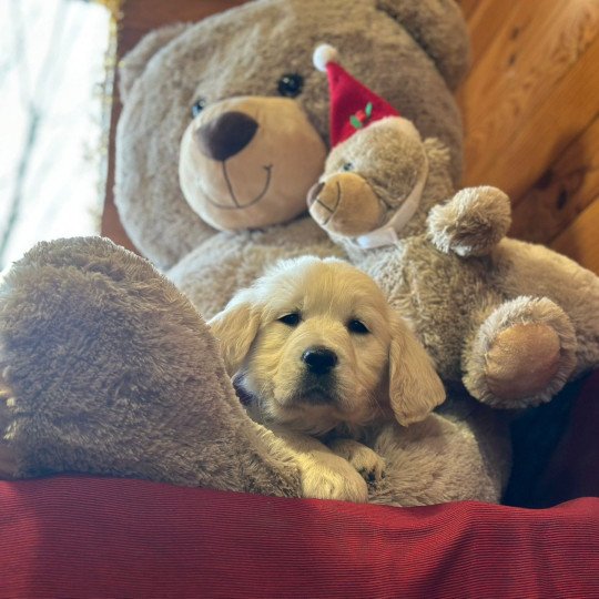 chiot Golden retriever sable A'... élevage du Fond de la Noye  