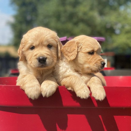 chiot Golden retriever fauve clair chiot (Portée Nana ❤ Roméo 2023) - Mâle fauve clair élevage du Fond de la Noye  