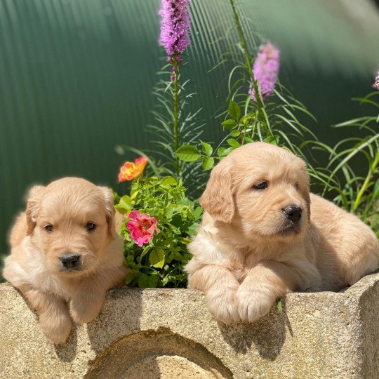 chiot Golden retriever fauve clair chiot (Portée Nana ❤ Roméo 2023) - Mâle fauve clair élevage du Fond de la Noye  