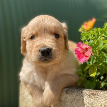 chiot (Portée Nana ❤ Roméo 2023) - Mâle fauve clair du Fond de la Noye Mâle Golden retriever