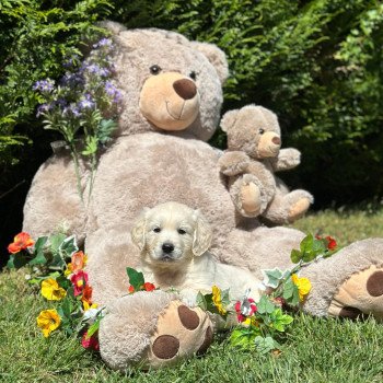 chiot (Portée Pistache ❤ Bismark 2025) - Mâle sable du Fond de la Noye Mâle Golden retriever