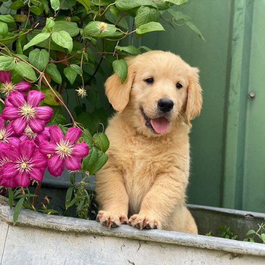 chiot (Portée Rhapsody ❤ Roméo 2025) - Mâle fauve clair du Fond de la Noye Mâle Golden retriever