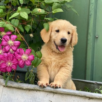 chiot (Portée Rhapsody ❤ Roméo 2025) - Mâle fauve clair du Fond de la Noye Mâle Golden retriever