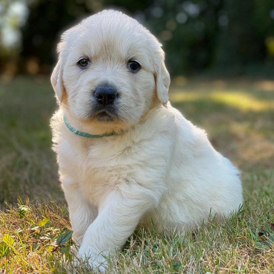 chiot Golden retriever sable chiot (Portée Rosalie ❤ Sailor 2023) - Mâle sable élevage du Fond de la Noye  